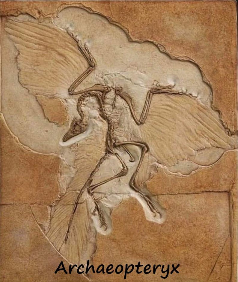 Op de afbeelding: Een fossiel van een Archaeopteryx, een vogelachtige dinosaurus, met zijn vleugels uitgespreid. Het fossiel is bewaard in een lichtbruine rots.