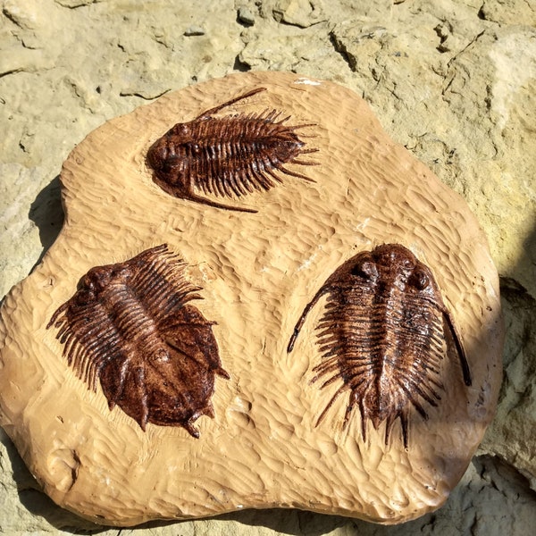 Dicranurus Monstrosus Trilobite Triple Specimen cast Plate Fossil Dinosaur