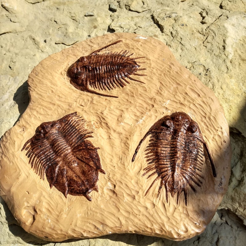 Trilobite Fossil Cast - Etsy