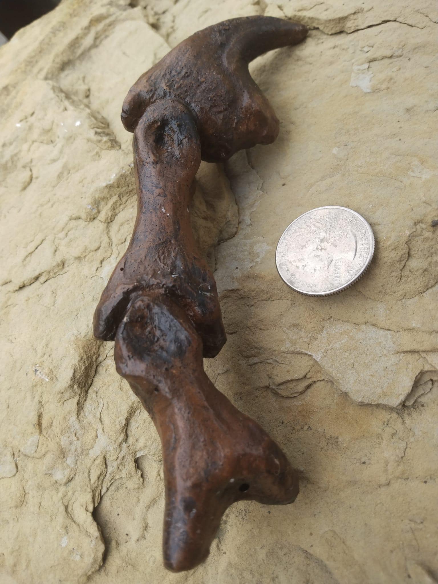 アロサウルスの指の爪とデジタル骨の化石恐竜石 - Etsy 日本