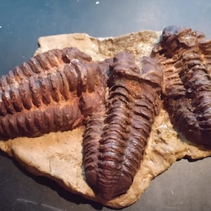 Trilobite diacalimeno Mortalidad Placa Arenisca Fósil Dinosaurio Artrópodo