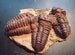 Diacalymene Trilobite Mortality Plate Sandstone Fossil