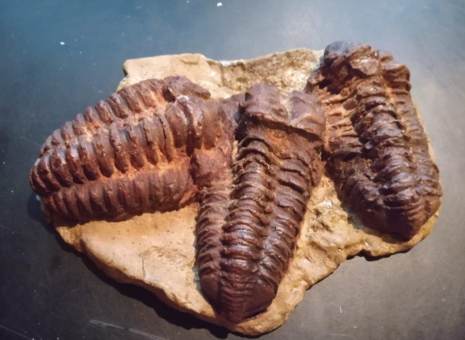 PaleoWorld - Etsy 日本
