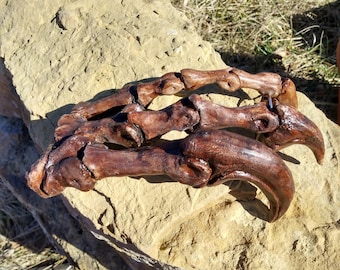 Mano de alosaurio: garras y huesos de los dedos. Fósil de dinosaurio jurásico.