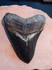 Massive 6' Megalodon Primary Tooth Fossil Shark 