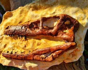 ナイティア　魚の化石　アメリカ　ワイオミング州 産　特大 5000万年前の！ワイオミング州産ナイティア・エオカエナの魚類化石