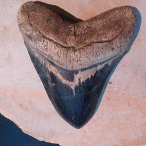 Massive 6" Megalodon Primary Tooth Fossil Shark Dinosaur  Read Description