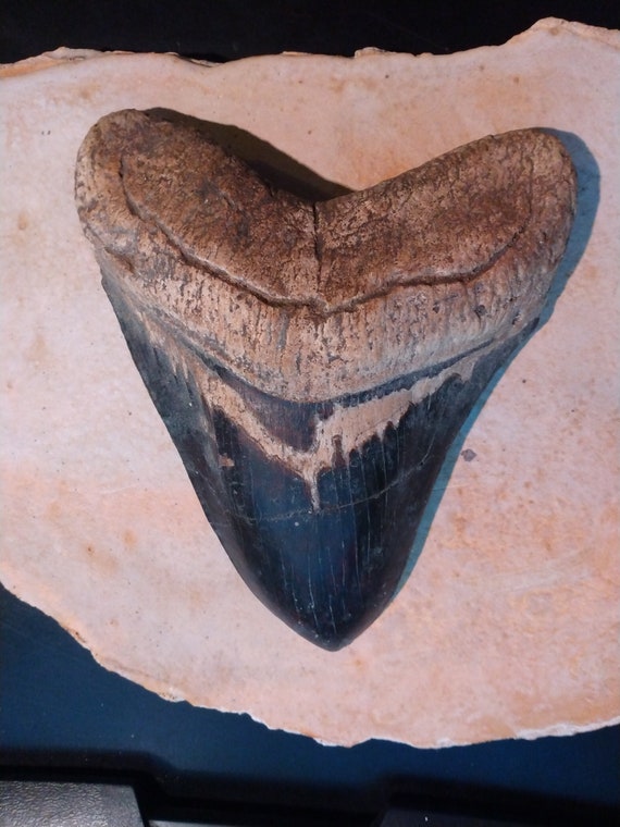 メガドロン　化石の歯 フレーム入り メガドロン 化石の歯 フレーム入り