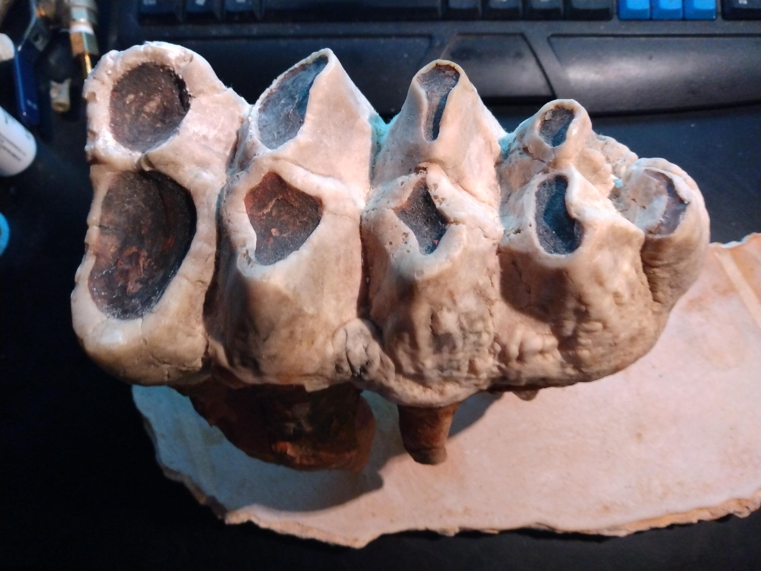Stone Mastodon Molar Cast Pleistocene Elephant Fossil