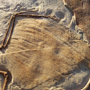 Op de afbeelding: Een close-up van een fossiele afdruk van een dinosaurusbot in een lichtbruine en witte rots. Het bot is zichtbaar als een donkerbruine omtrek.