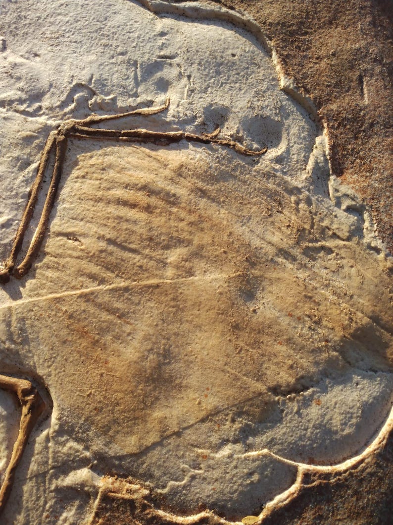 Op de afbeelding: Een close-up van een fossiele afdruk van een dinosaurusbot in een lichtbruine en witte rots. Het bot is zichtbaar als een donkerbruine omtrek.