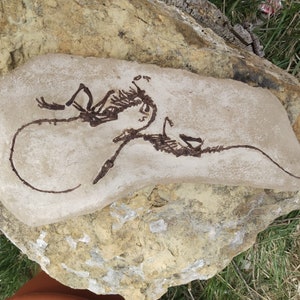 Doppelte Junge Coelophysis in Matrix Fossiler Dinosaurier Gussplatte