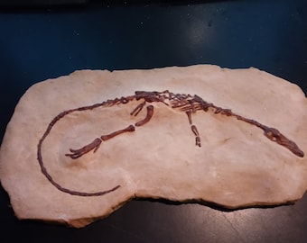 May include: Fossil of a small dinosaur skeleton on a light brown rock. The skeleton is brown and is in a curled position.