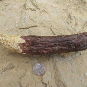 Puede incluir: Un diente fosilizado, de color marrón y blanco, con una superficie lisa y texturizada. El diente está sobre una superficie rocosa de color marrón claro. Una moneda de euro española de 1 euro está en la esquina inferior derecha de la imagen para la escala.