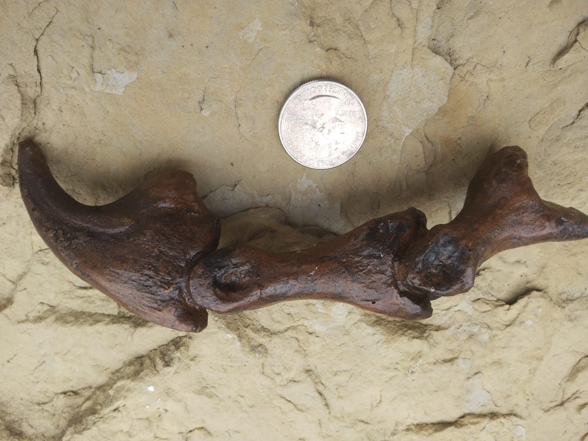 アロサウルスの指の爪とデジタル骨の化石恐竜石 - Etsy 日本