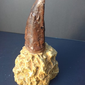 Fossil Dinosaur T-Rex Tooth in Matrix Velociraptor Stone Cretaceous Collectible Paleontology