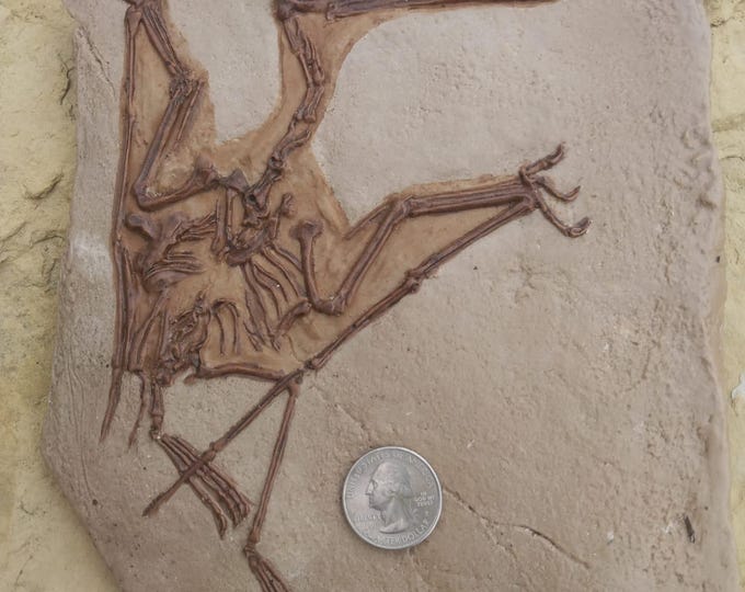 Fossilly Pterodactyl Medium main image 1