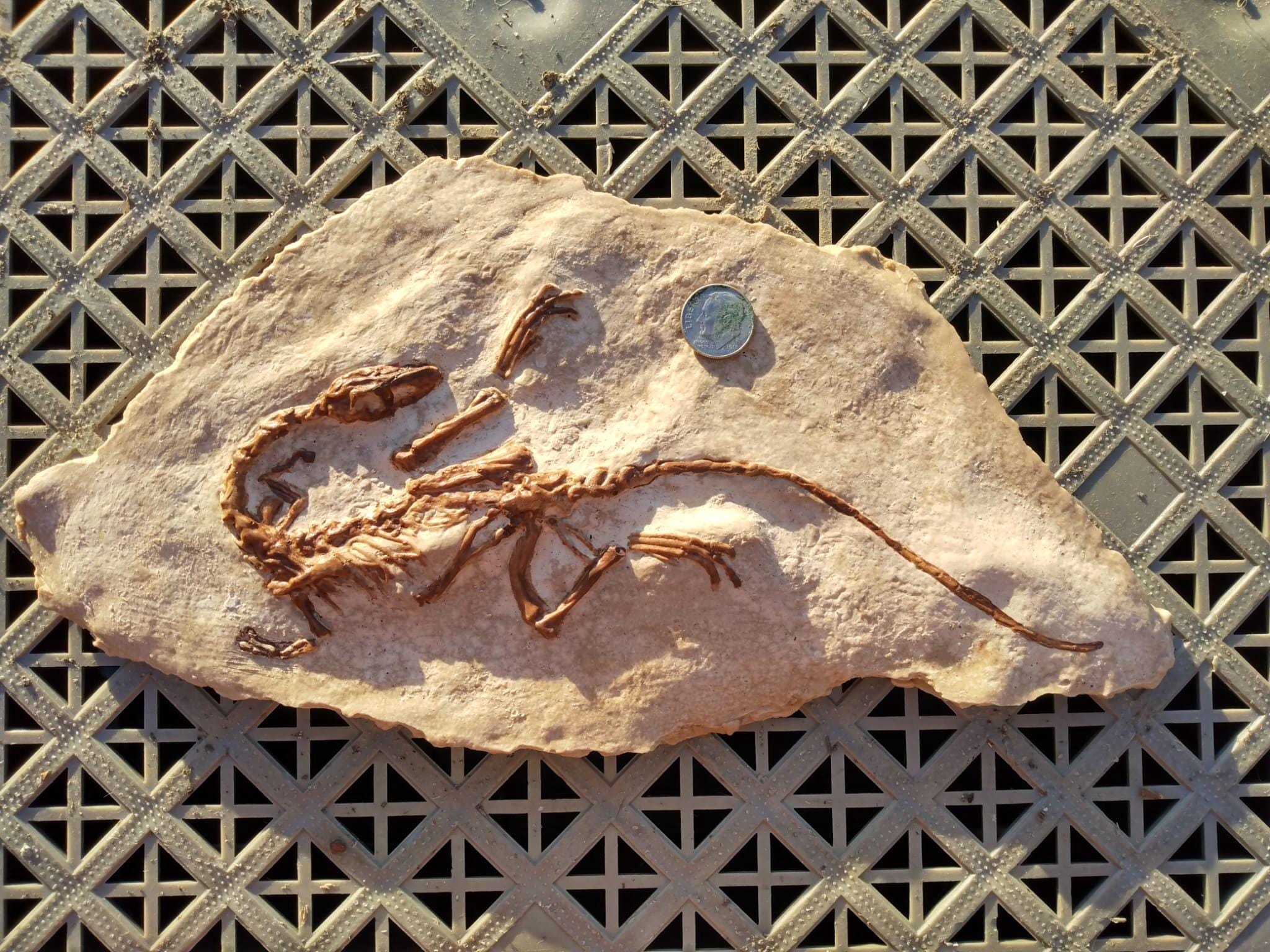 母体にあるコエロフィシスの赤ちゃん、標本 #1 化石恐竜 - 化石石