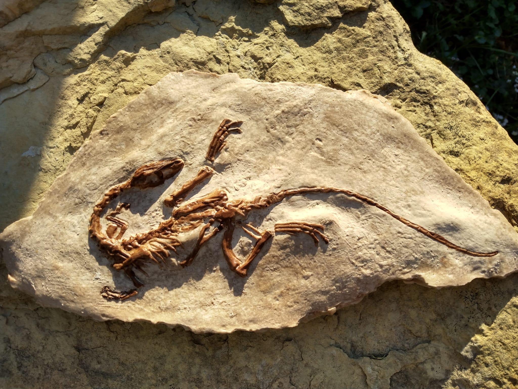 翼竜の爪　化石　モロッコ 翼竜の爪 化石 モロッコ PaleoWorld - Etsy 日本