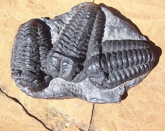 Diacalymene Trilobite Mortality Plate Fossil