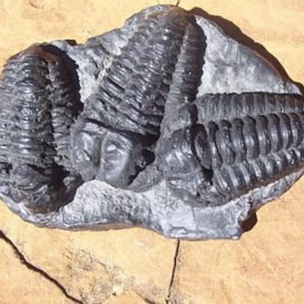 Diacalymene Trilobite Mortality Plate Fossil