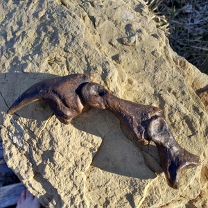 Allosaurus Finger Claw With Digital Bones Fossil Dinosaur Stone