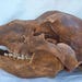 Eigenaar van <a href='https://www.etsy.com/be/shop/PaleoWorld?ref=l2-about-shopname&from_page=listing' class='wt-text-link'>PaleoWorld</a>