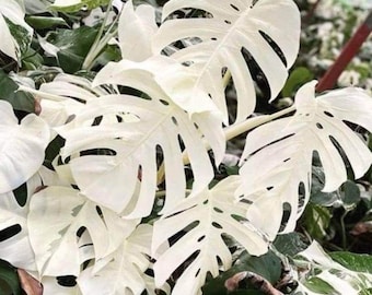 モンステラ・アルボの挿し木：ユニークな白い斑入り - 生きた根付き植物