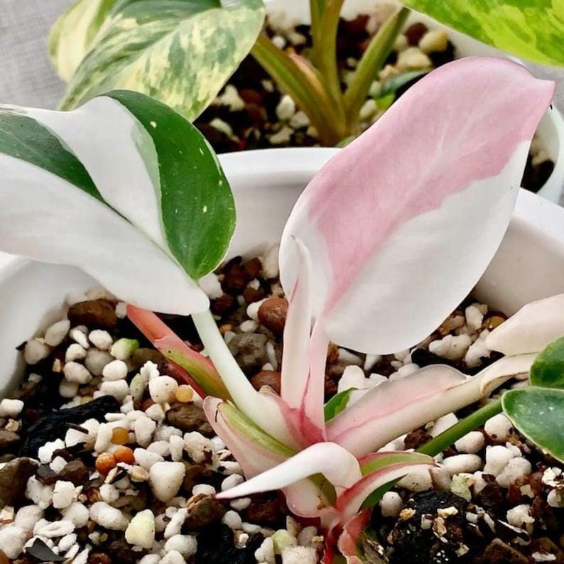 Philodendron micans - Etsy 日本