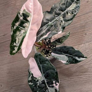 Alocasia chantrieri pink variegated - Etsy 日本