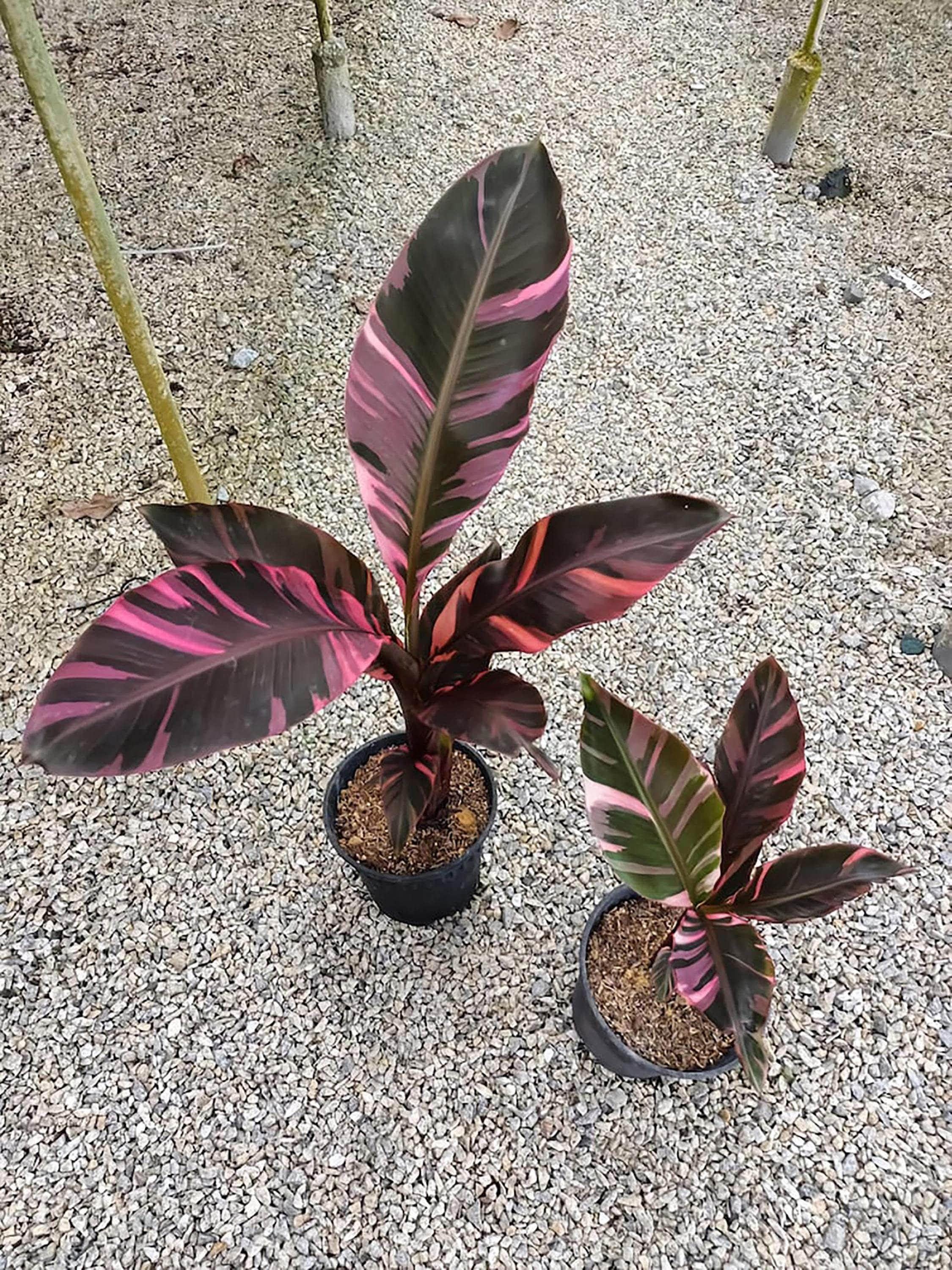 Musa nono pink variegated banana - Etsy 日本
