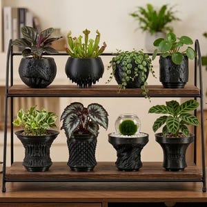 May include: A two-tiered black metal and wood display stand holding eight distinct potted plants. The collection includes various foliage, a pitcher plant, a trailing vine, and a small glass bowl containing a green moss ball in black planters.