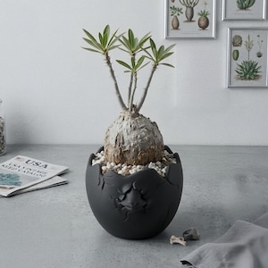Puede incluir: Una planta suculenta Pachypodium con un caudex bulboso y texturizado y hojas verdes finas, plantada en una maceta negra mate con forma de huevo y diseño de cáscara agrietada. La superficie de la tierra está cubierta con piedras blancas.
