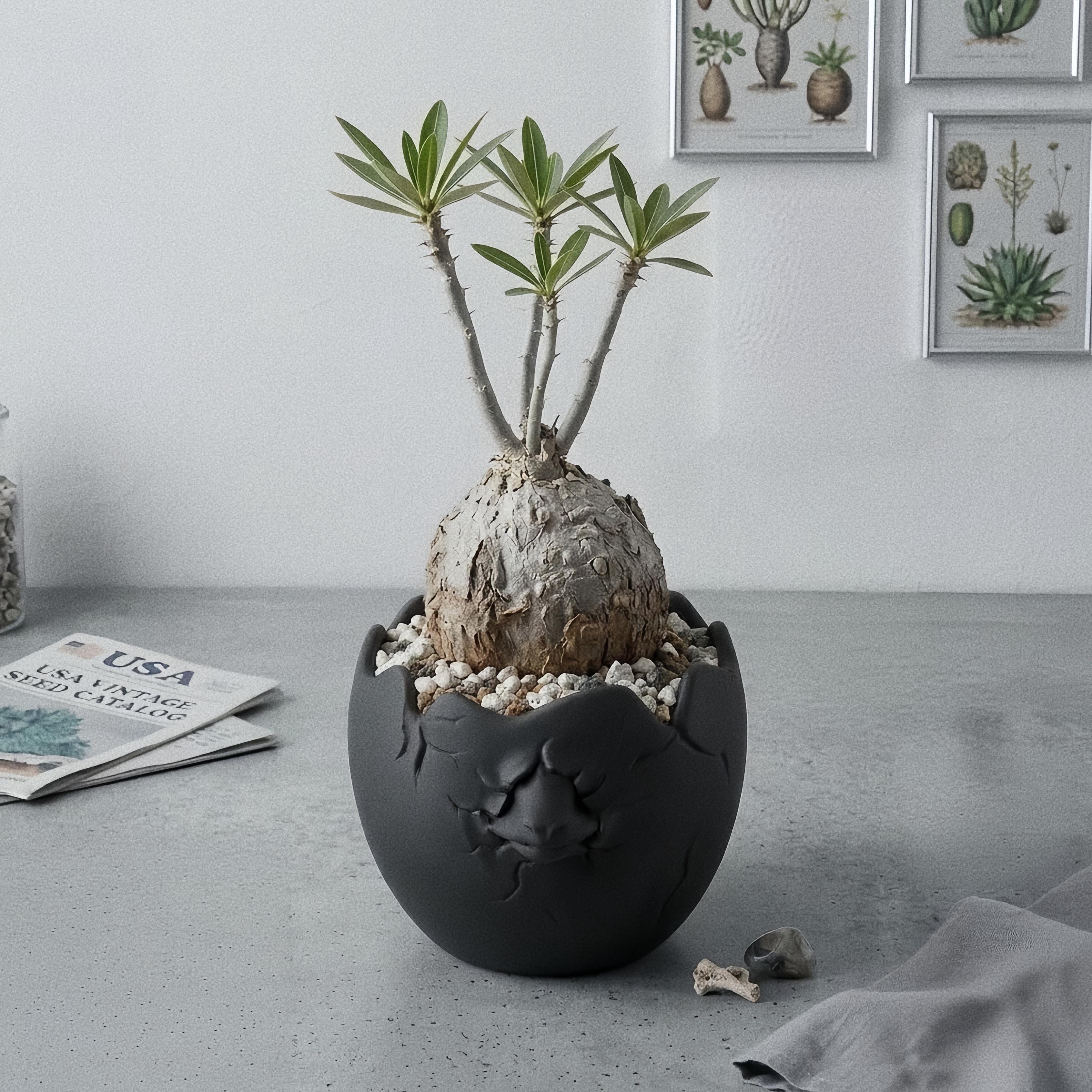 Caudex - Etsy Israel