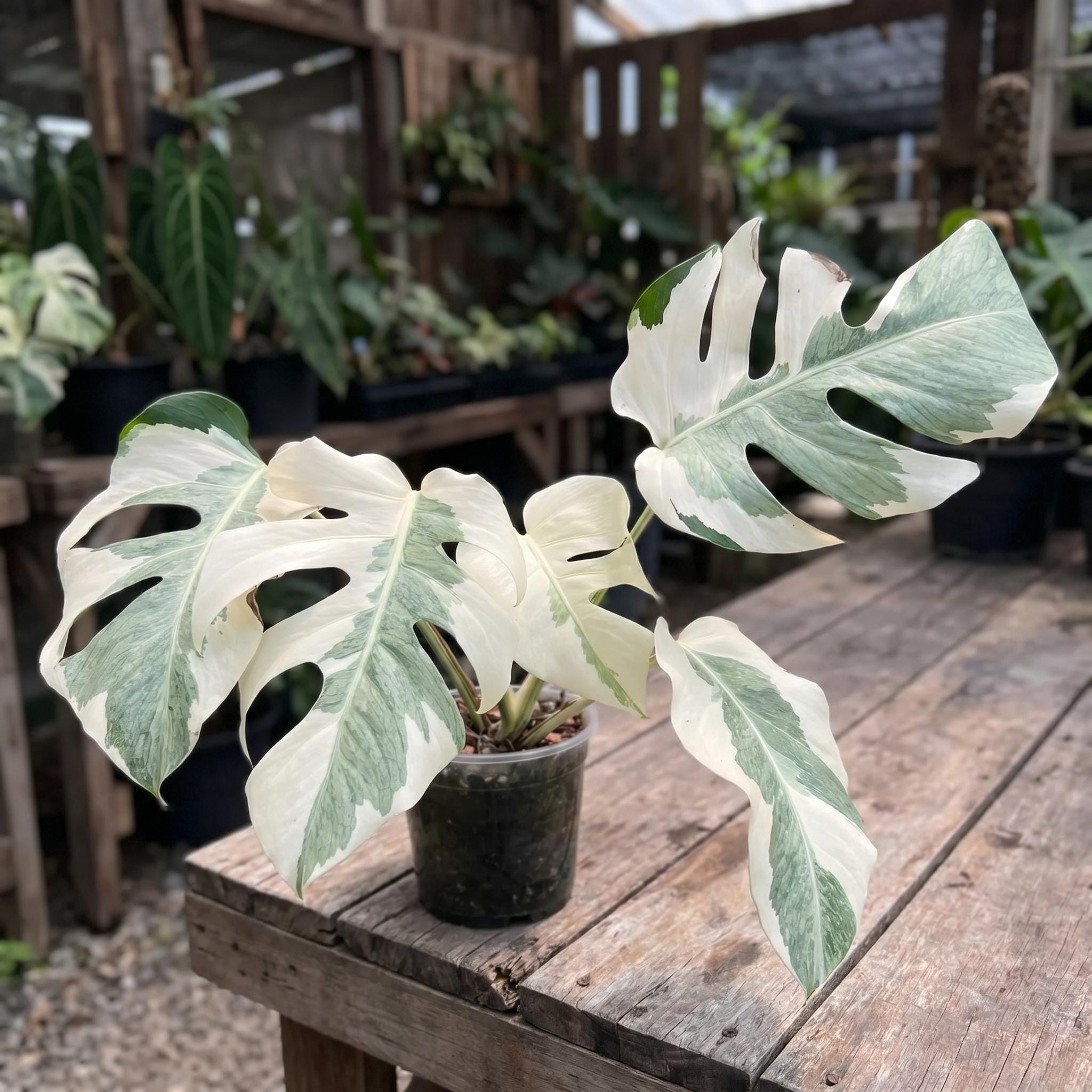 Monstera White Lava モンステラ ホワイトラヴァ 斑入り② Monstera white lava - Etsy 日本