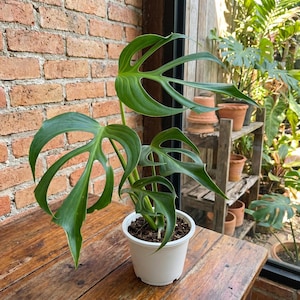 Monstera burle marx flame - Etsy 日本