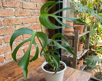 モンステラ バーレ マルクス フレイム 鉢植え 斑入り 希少 生きた植物 葉4～5枚 植物検疫証明書無料