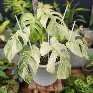 Monstera mint noid - Etsy 日本