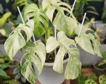 Seltene Monstera Borsigiana Voll Minze Bunte Lebende Pflanze Eingemacht 5-6 Blätter Gratis Phytosanitäres Zertifikat