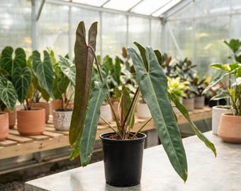 Philodendron Spiritus Sancti The Holy Grail Eingemachte seltene Lebende Pflanze 5-6 Blätter Mit Gratis Phytosanitärem Zertifikat