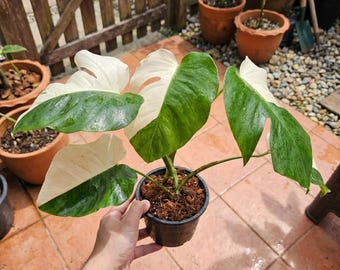 Monstera Albo Borsigiana abigarrada de media luna, planta viva en maceta de 4-5 hojas, certificado fitosanitario gratuito