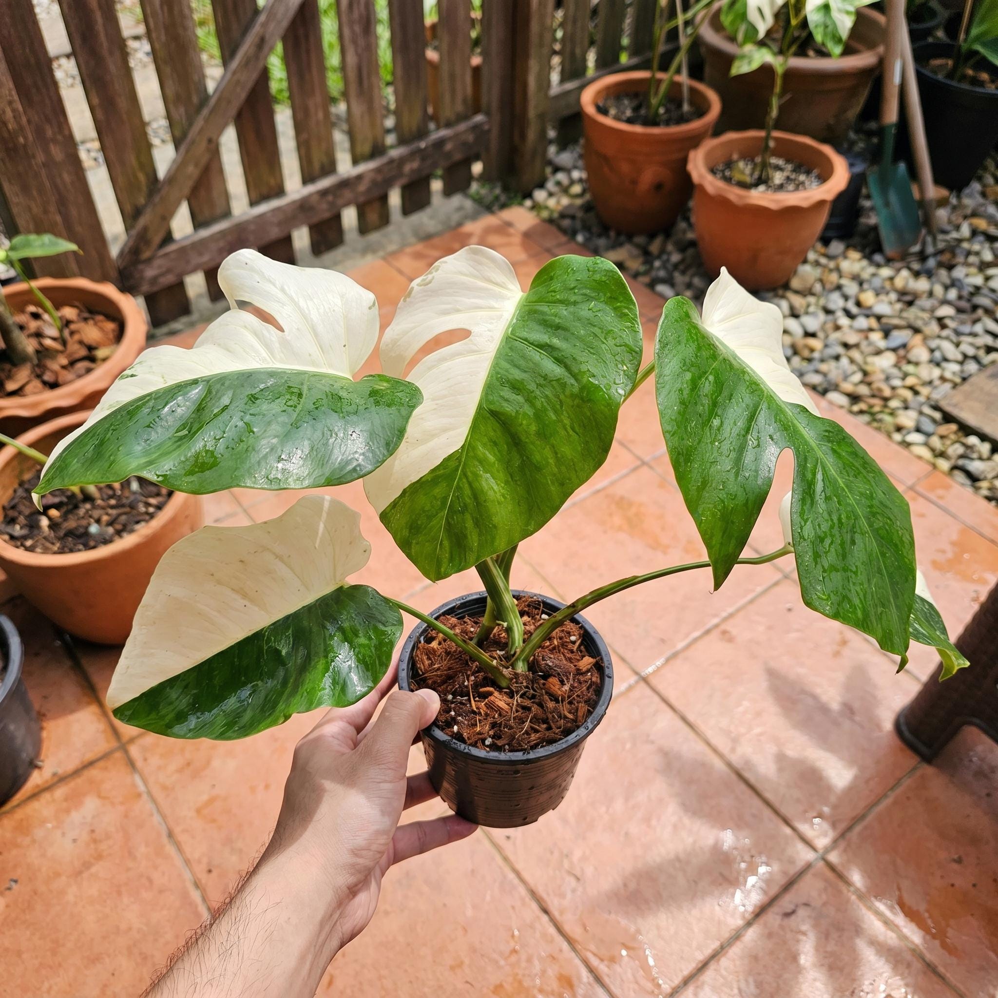 Monstera deliciosa variegata - Etsy 日本
