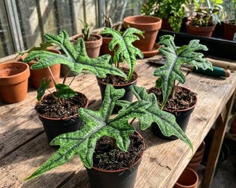 Alocasia Jacklyn Variegated Live potted Plant 3-4 Leaves Free Phytosanitary Certificate