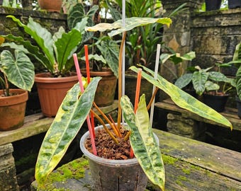 Orange Stengel Philodendron Billietiae bunte Topfpflanze 5-6 Blätter mit kostenlosem pflanzengesundheitlichem Zertifikat