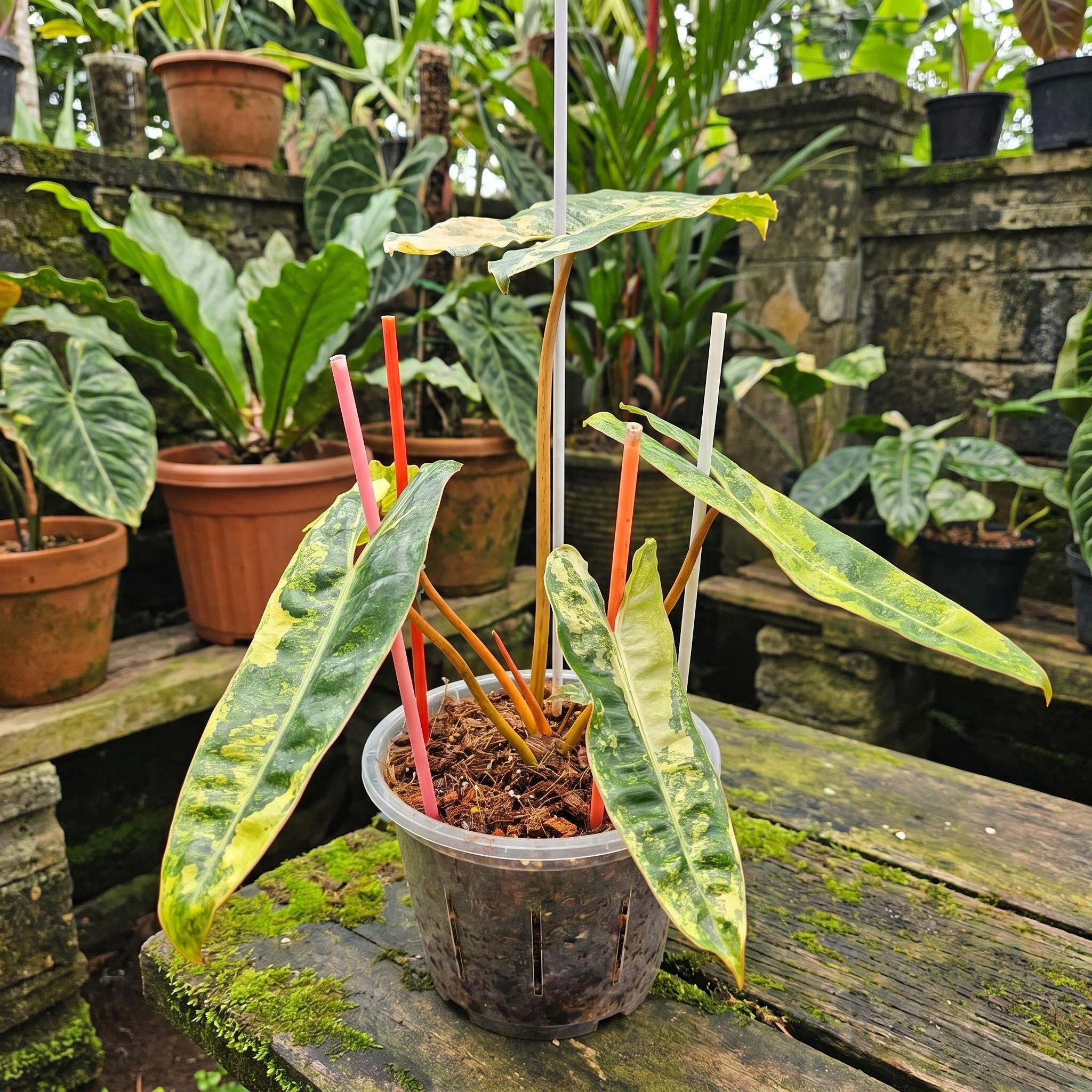 Philodendron billietiae variegated - Etsy 日本