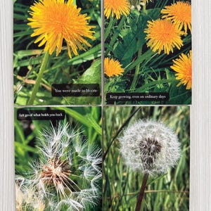 May include: A set of four cards featuring dandelion imagery. The top left shows a yellow flower with the text "You were made to bloom". The top right shows yellow flowers with "Keep growing, even on ordinary days". The bottom left shows a seed head with "Let go of what holds you back". The bottom right shows a seed head with "Trust where the wind takes you".