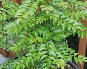 Planta de hojas de curry viva (Murraya Koenigii) – Hierba culinaria para el huerto