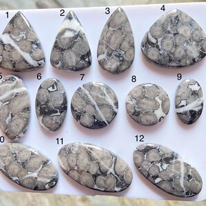 May include: Twelve polished cabochons of fossilised coral arranged on a white display card, numbered one through twelve. Each stone features a distinct pattern of circular grey structures embedded in a dark matrix with white mineral veins throughout.