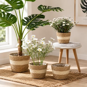 May include: A set of three round woven seagrass plant baskets featuring a natural tan texture with a horizontal band of white rope detailing. These baskets hold a large monstera plant and two smaller arrangements of white daisy-like flowers.