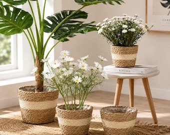 May include: A set of three round woven seagrass plant baskets featuring a natural tan texture with a horizontal band of white rope detailing. These baskets hold a large monstera plant and two smaller arrangements of white daisy-like flowers.